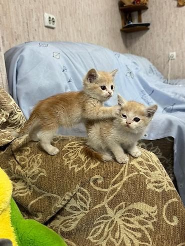 манчкин котенок: ОТДАМ В ДОБРЫЕ РУКИ! Только ответственным людям в хорошие условия! — 6