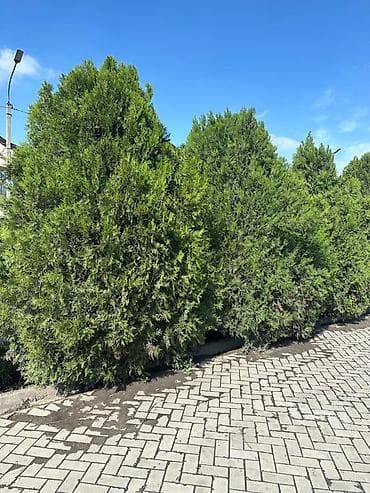 тактай лес: Взрослые туи (крупномеры) — высота 3.5–4 м Локация: Бишкек Описание — 3