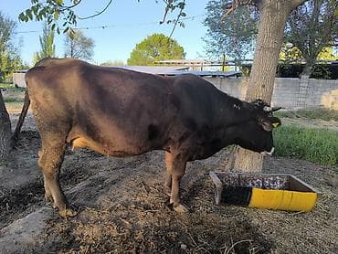 американская короткошерстная кошка купить: Продаю | Тёлка | Для разведения | Племенные — 8