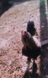 куры бишкек: Продаю | Петух — 2