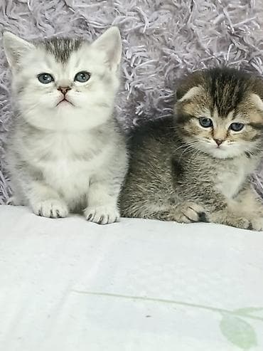 кошки шатланский: Скотиш Фолд (Шотландская вислоухая), 1 месяц, Девочка — 5