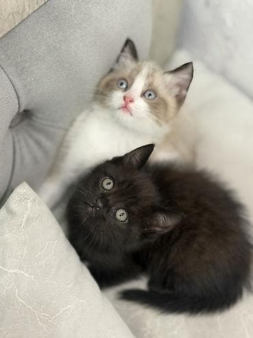 Мышыктар: Котята домашние, короткошёрстные. В помёте два малыша: - Окрас — 2