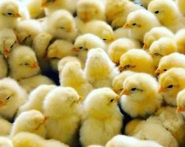 Животные: Продаю | Цыплята | Бройлерная | На забой — 1
