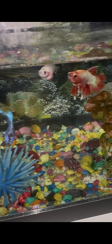 корым: Бойцовые рыбки (Betta splendens) — разноцветные самцы и самки — 2