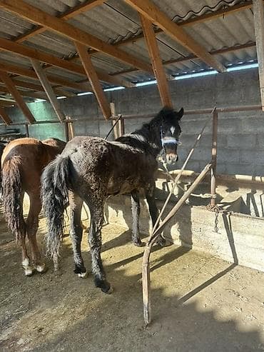 машинки для стрижки собак: Продаю | Жеребенок | Для разведения | Племенные — 2