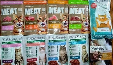 Ветеринар кызматы: Мышык бекер берилет: Скотиш Страйт (Шотландиялык тик кулактуу), 1 айлык, Ургаачы — 8