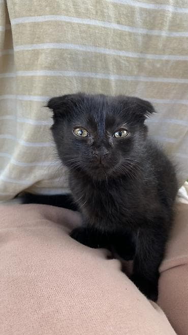 бенгальские кошки цена бишкек: Кошка даром: Скотиш Фолд (Шотландская вислоухая), 2 месяца, Девочка, Приучена к лотку — 2