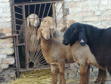 возьму собаку в добрые руки: Продаю | Овца (самка) | Арашан | Для разведения | Племенные — 8