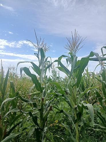 кукуруза кант: Продаю кукурузное поле на силос - Назначение: посевной материал для — 3
