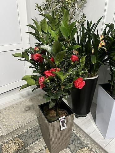 Декабристы: Доставка по городу бесплатно 🚘 Крупный сорт Камелия японская (Camellia — 1