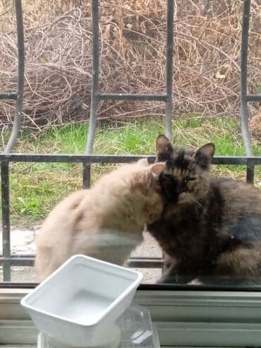 вислоухая кошка сколько стоит: Домашние кошки — пара дружелюбных мурлык - Описание: двое ласковых — 2