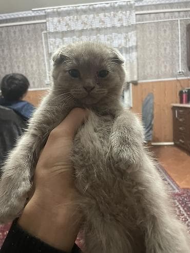 ат ош: Шотландский вислоухий котёнок, окрас голубой (серый). Плюшёвая густая — 2