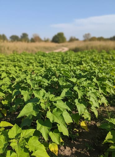 жидкие удобрения: Саженцы деревьев: Ивы (Верба) — 1