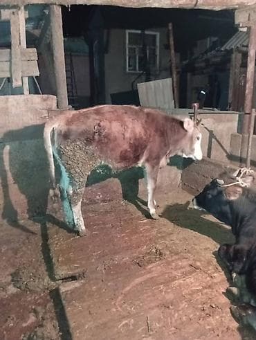 голова лошади: Продаю | Тёлка | Полукровка | Для разведения | Привязанные — 1