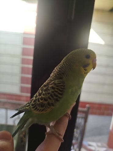 птиц: Ручные валнистые папугайчики очень активные есть разных окрасов на — 5