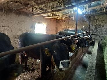 откорм база: Продаю | Бык (самец) | На откорм | Привязанные — 5