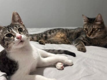 куда отдать кошку бишкек: Котята табби, один из которых серо-белый, а другие тигровый. У котят — 1