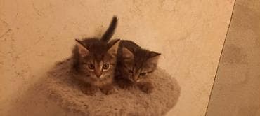 Котята-полосатики - Два короткошёрстных котёнка с мраморно-тигровым