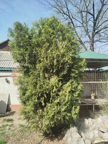 Туя западная (вероятно сорт Смарагд/Брабант), крупномерный куст/дерево