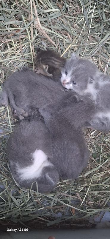 Отдам даром кошку: Девочка — 2