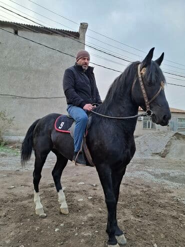 возьму собаку в добрые руки: Продаю | Жеребец | Арабская | Рабочий — 5