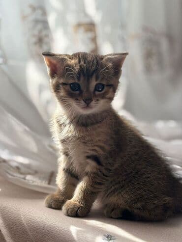 кошка в добрые руки: Два котёнка — полосатый табби и чёрный — домашние малыши одного — 2