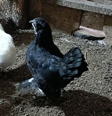 феи бишкек а: Продаются карликовых курочек и петушков. Очень необычное оперение у — 6