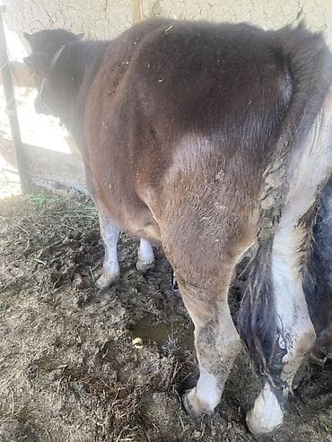 Продаю | Бык (самец) | Привязанные — 5