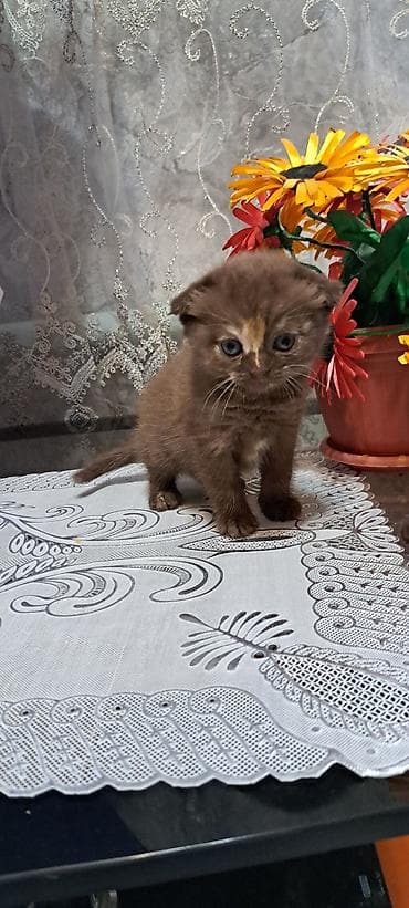 шотланская вислоухая кошка: Шотландские вислоухие котята (Scottish Fold) 1,5 месяца Поведение и — 7