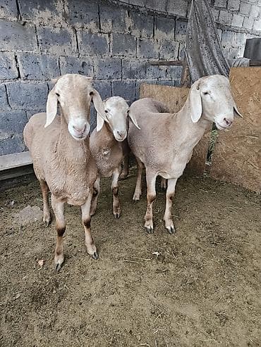 перо: Продаю | Овца (самка) | Для разведения | Племенные — 2