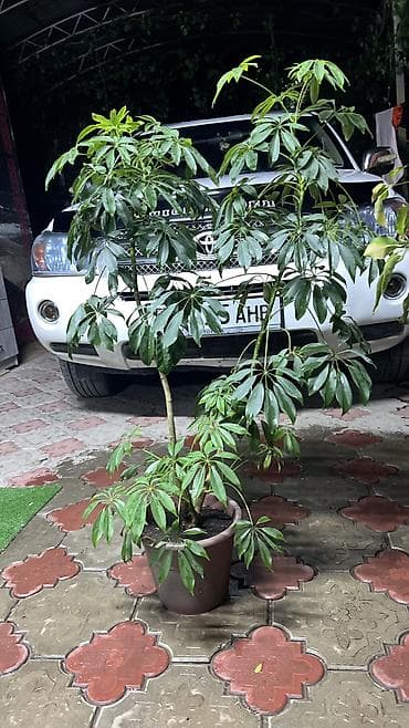 эмерек бу: Шеффлера
Цена:2000 сом
Телефон: этот же номер в вотсапе есть — 2