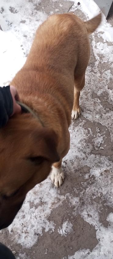 собака жалал абад: Ит бекер берилет: Амстафф, 2 жаш, Эркек, Эмделген — 1