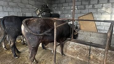 Продаю | Бык (самец) | На откорм | Привязанные — 3