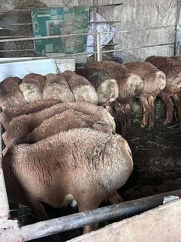 animal pack: Продаю | Баран (самец) — 1