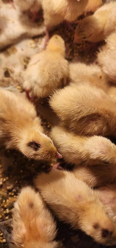 перепели: Перепелята недельные,техасс утежяленные порода,цена 35 сом — 1