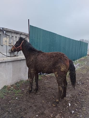 Ветеринар кызматы: Сатам | Бээ (ургаачы) | Жумушка | Асыл тукумдуу — 3
