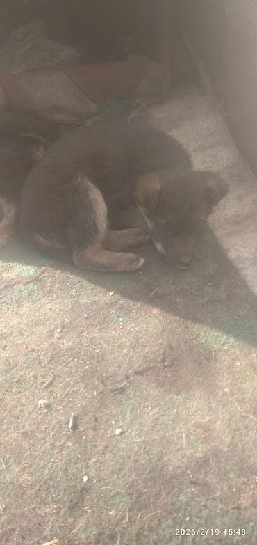 Восточноевропейская овчарка, 2 месяца, Самка — 9