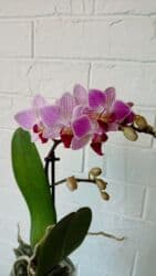 орхидея заказать: Большой выбор цветущих сортовых орхидей высота растений 35 см — 4