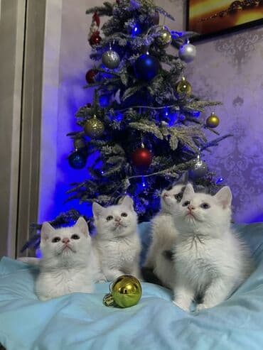 кошка породистая: Ангорская, 1 месяц, Мальчик, Белый, Приучена к лотку — 1