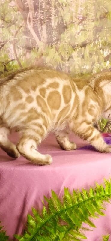 новорожденные котята: Друзья !!! питомник Бен Гла Мур с радостью предлагает новый помет. от — 22