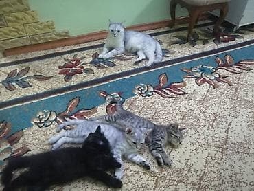Животные: Скотиш Страйт (Шотландская прямоухая), 2 месяца, Девочка, Приучена к лотку — 6