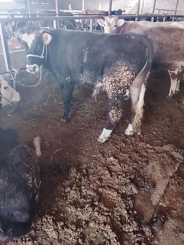 бычок: Продаю | Бык (самец) | На откорм | Привязанные — 1