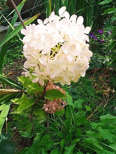 вьющиеся цветы: Саженцы декоративных многолетних растений для сада - Клематис — 4