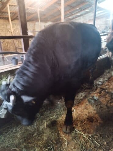 продаю домашние куры: Продаю | Бык (самец) | На забой | Привязанные — 8