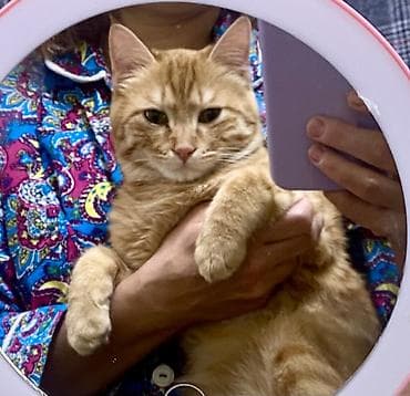 кошки в бишкеке: Кошка даром: Беспородная, 5 месяцев, Мальчик — 1