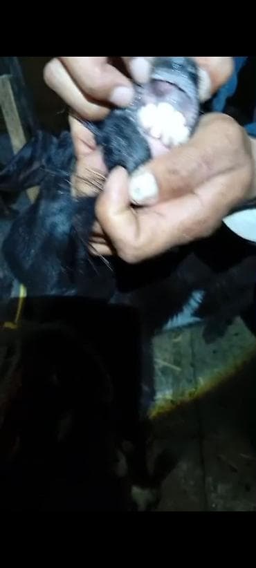 козы козлы: Продаю | Коза (самка) | Полукровка | Для разведения — 4