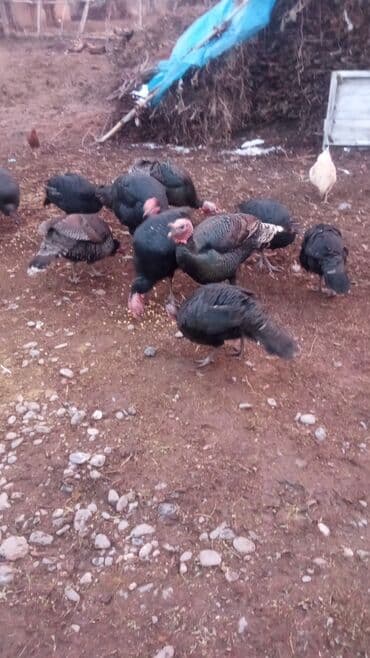 Аквариумы: Продаю | Индюшка (самка) | Для разведения — 2