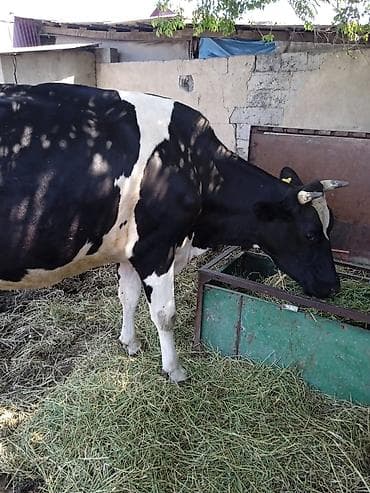 карова с телёнком: Продаю | Корова (самка) | Для молока — 2