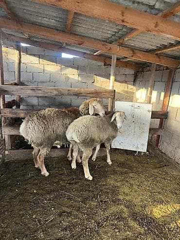 уй кой: Продаю | Баран (самец) | Арашан | Для разведения | Осеменитель — 3