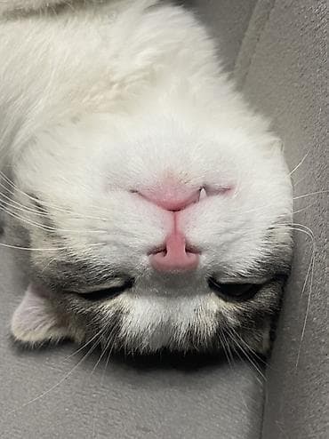 Кошки: Котята, домашние, ручные. Описание: - Возраст –2 месяца. - Окрас — 9